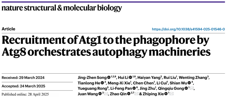 NSMB丨欧博abg官网登录入口秦昭团队合作研究发现Atg8-Atg1互作调控自噬体形成新机制